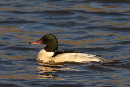 Grote zaagbek - Havenhoofd